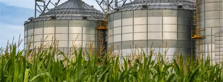 Cornfield in the foreground with large metal grain silos in the background.